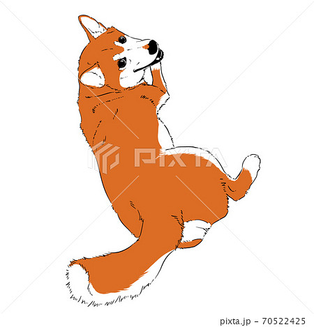 柴犬のリアルなイラスト カラーのイラスト素材