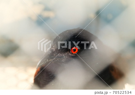 Conceptual photo of a red eyed bird behind a chain link fence Conceptual photo of a red eyed bird behind a chain link fence 70522534
