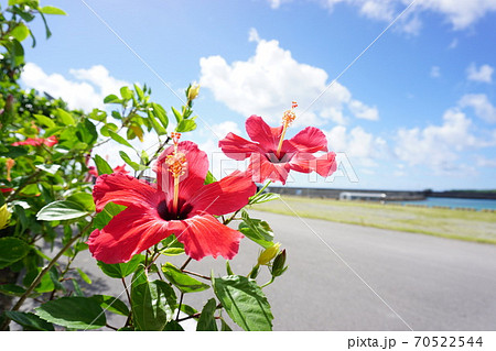 沖縄の定番 ハイビスカス 赤色が二輪の写真素材