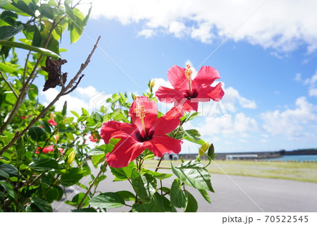沖縄の定番 ハイビスカス 赤色が二輪と青空の写真素材