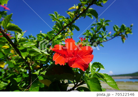 沖縄の定番 青空とハイビスカス 赤色の写真素材