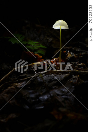Glowing Mushroom Mycena In Dark Forest Glowing Mushroom Mycena In Dark Forest 70522552
