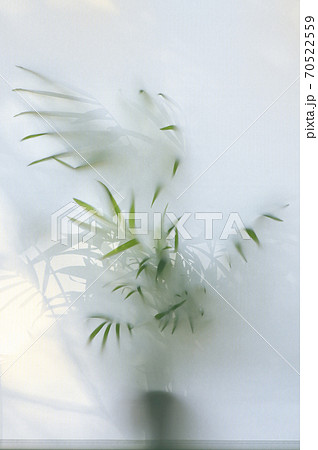 Green plant behind window blind 70522559