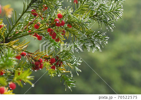 Pine Branches and in autumn rainy day 70522575