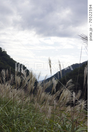 山間のススキ 山間のススキ 70522594
