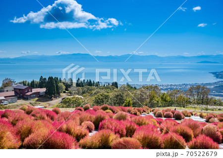 滋賀県高島市 びわこ函館山山頂 赤いコキアの向こうに琵琶湖が見えるの写真素材