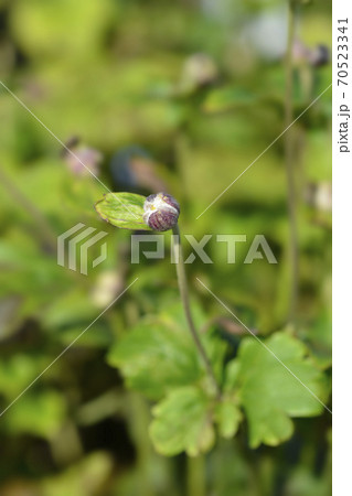 Japanese anemone Serenade 70523341