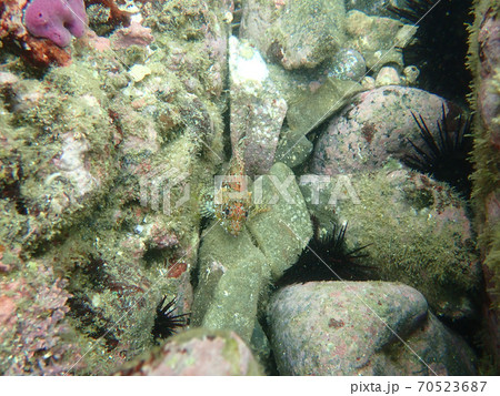水中の魚 70523687