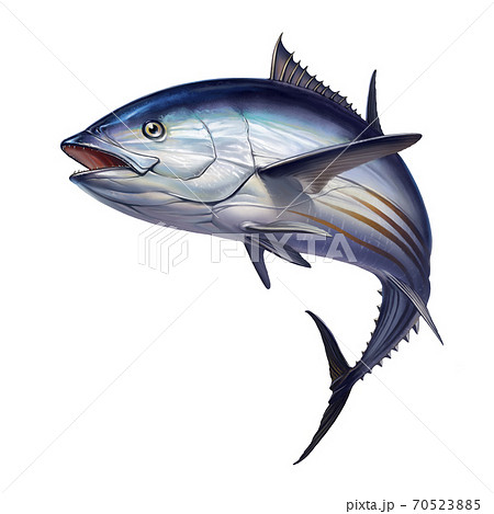 Striped tuna fish, Skipjack Tuna, Katsuwonus pelamis. Realistic isolated illustration. 70523885