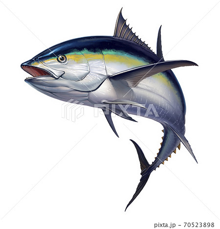 black fin tuna. Realistic isolated illustration. 70523898