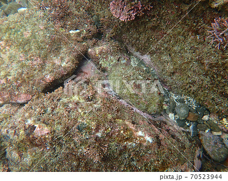 鮑 隠れる 70523944