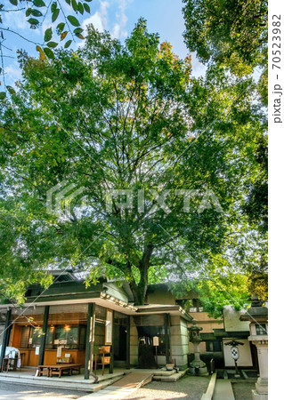 港区保護樹木指定、乃木神社の楷樹 港区保護樹木指定、乃木神社の楷樹 70523982