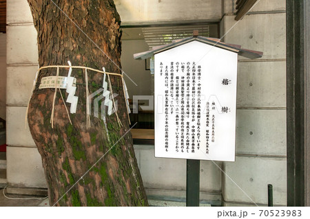 港区保護樹木指定、乃木神社の楷樹 港区保護樹木指定、乃木神社の楷樹 70523983