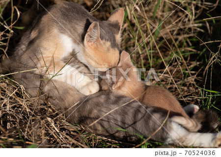 微笑ましい猫の親子の写真素材