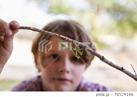 7 year old boy looking at a praying mantis 70524166