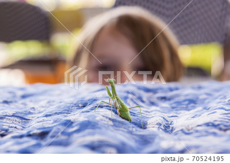 7 year old boy looking at a praying mantis 70524195