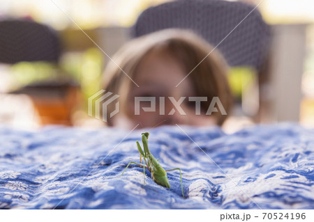 7 year old boy looking at a praying mantis 70524196
