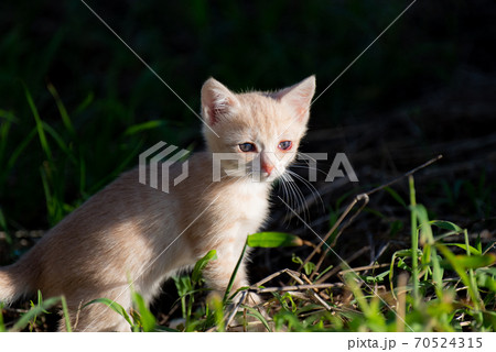 好奇心旺盛な子猫 茶トラ猫の写真素材