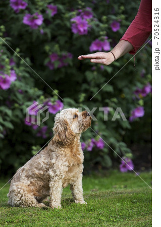 Woman standing in a garden, training red coated young Cavapoo. 70524316