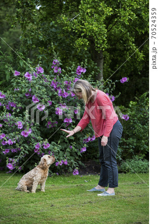 Woman standing in a garden, training red coated young Cavapoo. 70524359