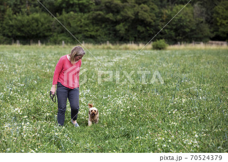Woman walking in meadow with red coated young Cavapoo. Woman walking in meadow with red coated young Cavapoo. 70524379