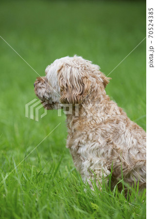 Portrait of a red coated young Cavapoo sitting in grass. 70524385