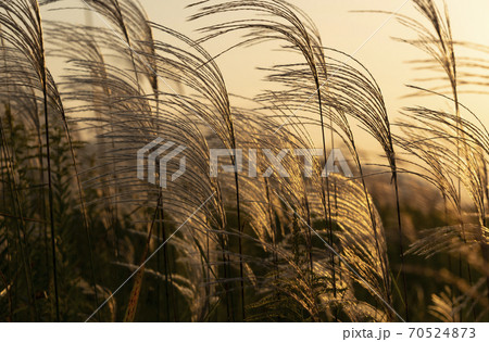 夕方のススキの穂 70524873