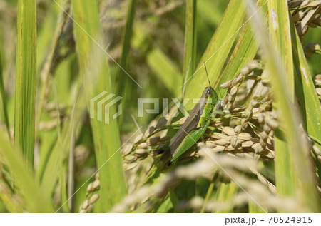 稲にとまるイナゴ 70524915