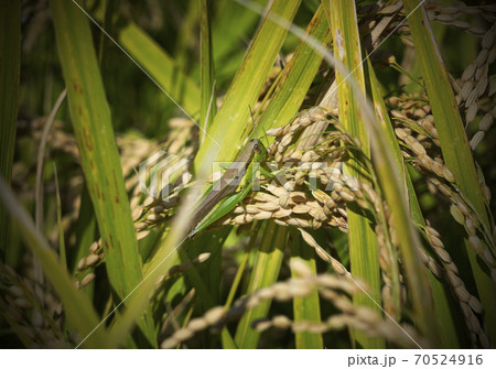 稲にとまるイナゴ 70524916