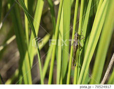 稲にとまるイナゴ 70524917