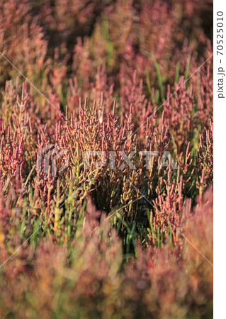サンゴ草 サンゴ草 70525010