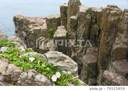 福井県 東尋坊 福井県 東尋坊 70525659