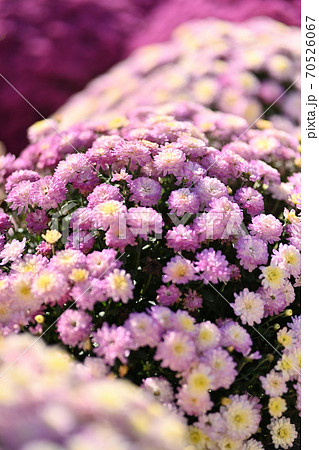 広島県世羅高原農場に咲くガーゼンマムウルスラの花 広島県世羅高原農場に咲くガーゼンマムウルスラの花 70526067