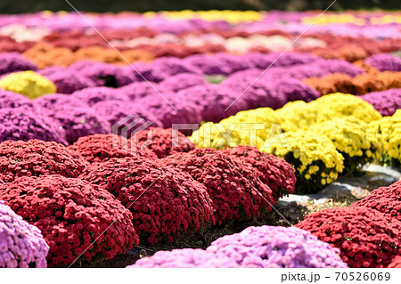 広島県世羅高原農場に咲くガーゼンマムウルスラの花 広島県世羅高原農場に咲くガーゼンマムウルスラの花 70526069