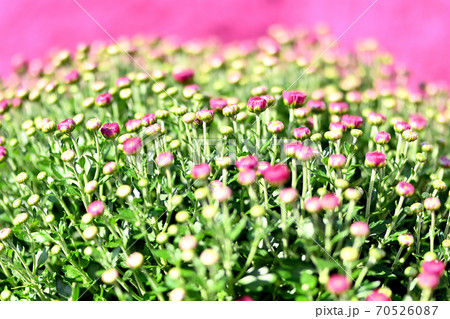 広島県世羅高原農場に咲くガーゼンマムウルスラの花 広島県世羅高原農場に咲くガーゼンマムウルスラの花 70526087