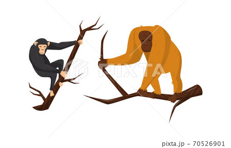 Monkey with Orangoutang Sitting on Tree Branch Vector Set 70526901