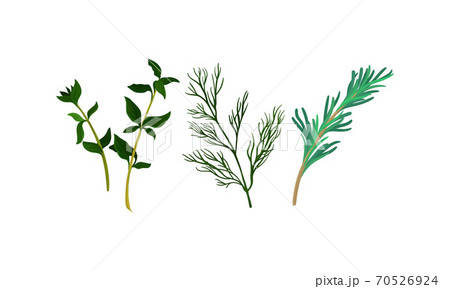 Rosemary and Dill Twig as Kitchen Potherbs Vector Set 70526924