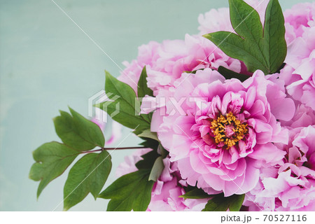 Beautiful fresh pink peony flowers in full bloom. Beautiful fresh pink peony flowers in full bloom. 70527116