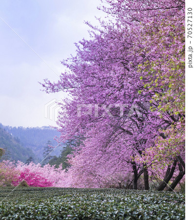 台湾 桜 さくら 70527130