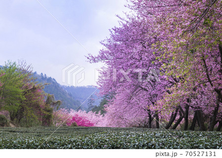 台湾 桜 さくら 70527131