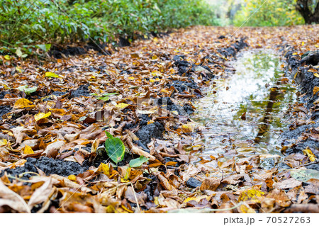 rain puddle in deep track on country road closeup rain puddle in deep track on country road closeup 70527263