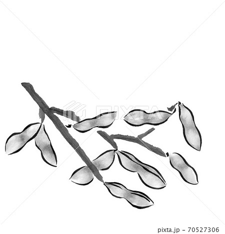 枝付き枝豆 墨の手描き野菜イラスト のイラスト素材 70527306 Pixta