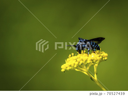 幸せを呼ブルービー 70527439