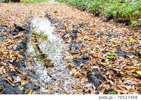 rain puddle in deep rut on dirty road close up 70527468