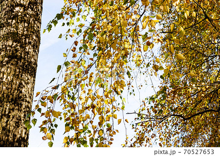 branches of old birch tree with yellow foliage 70527653