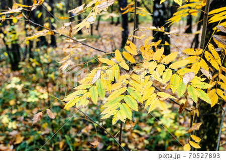 yellow leaves on twig of rowan tree close up yellow leaves on twig of rowan tree close up 70527893