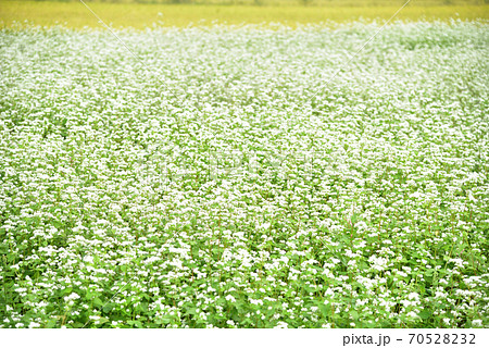蒜山高原の蕎麦畑の蕎麦の花と黄金の稲穂 岡山県真庭市 蒜山高原の蕎麦畑の蕎麦の花と黄金の稲穂 岡山県真庭市 70528232