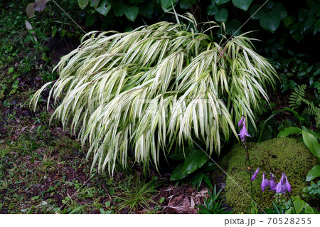 庭の風知草 70528255