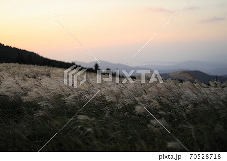 生石高原 すすき 手前にピントを合わせて の写真素材