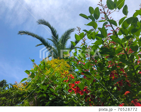 デイゴの花 70528772